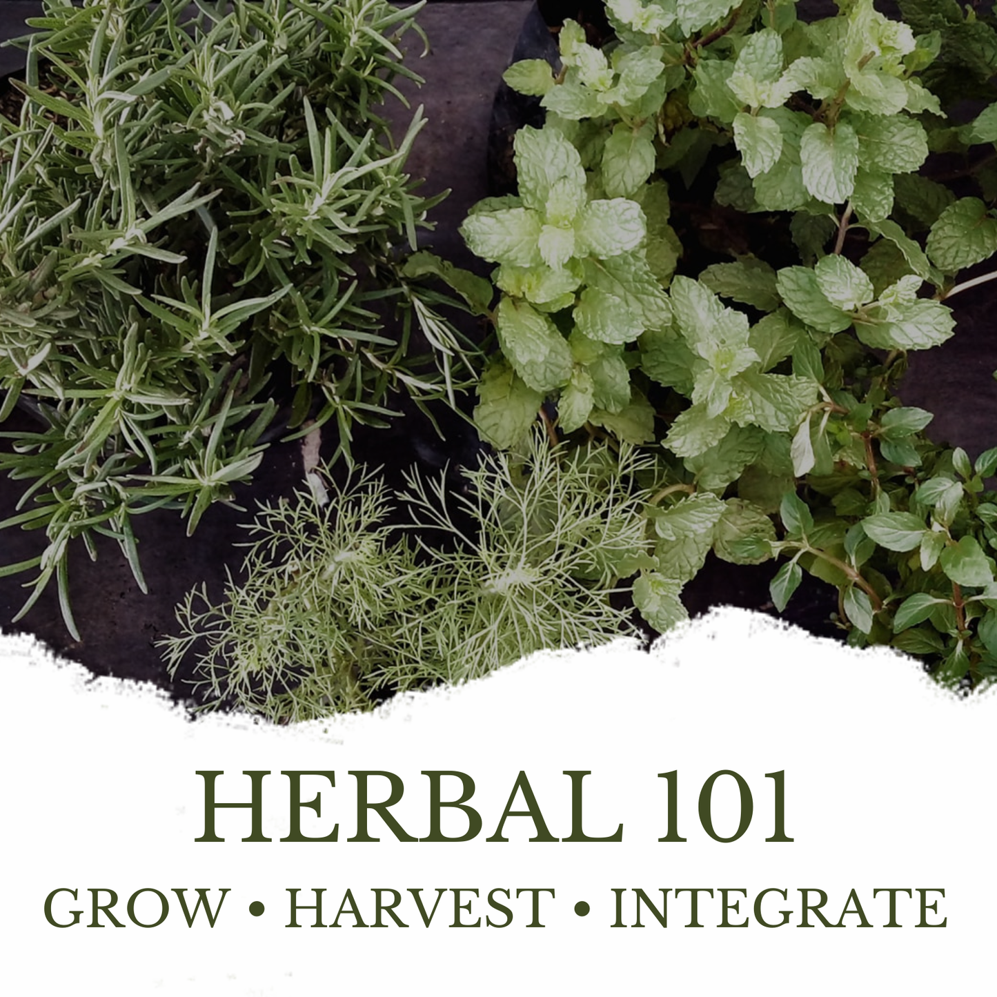 Herbal 101: Grow - Harvest - Integrate