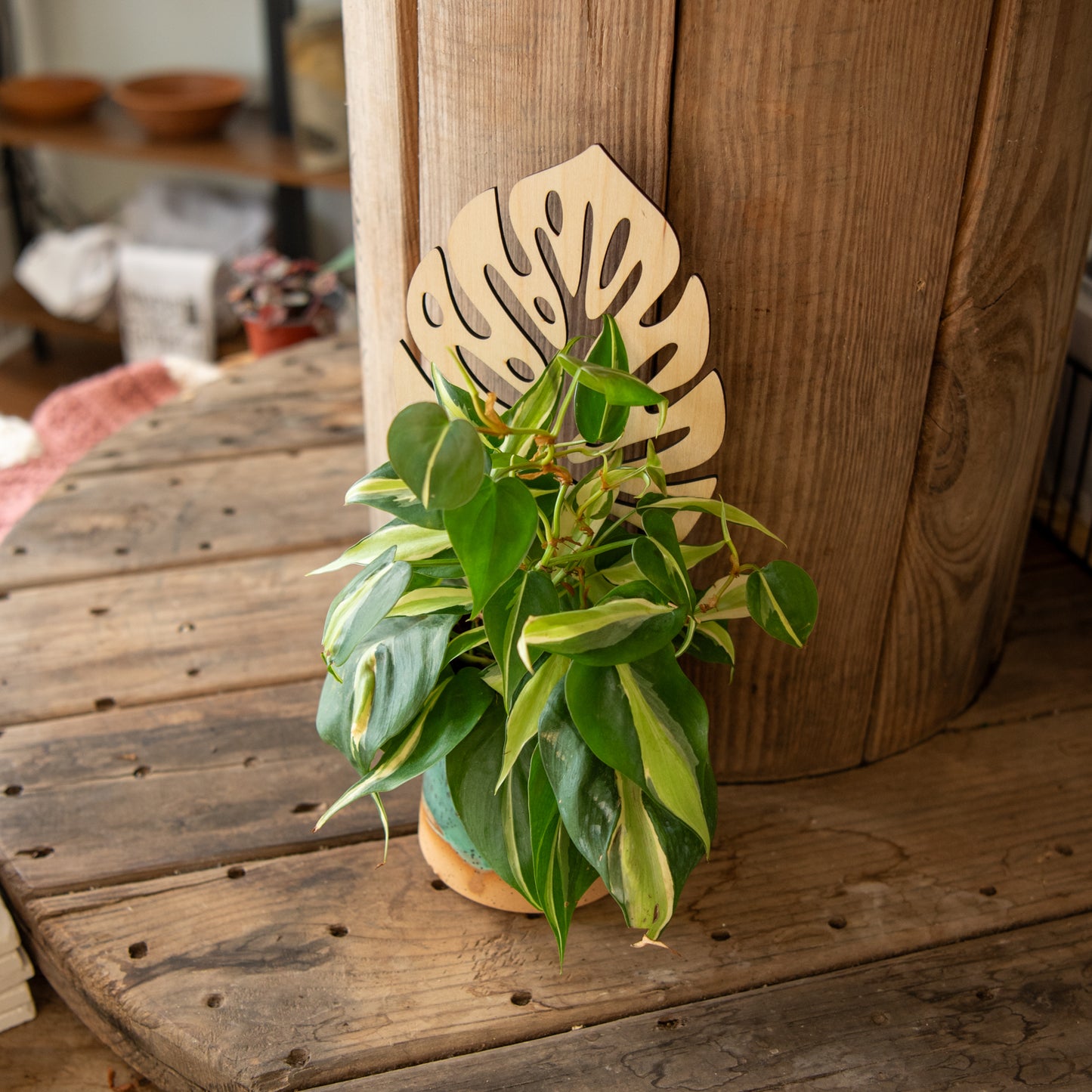 Plant Trellis - Monstera Leaf