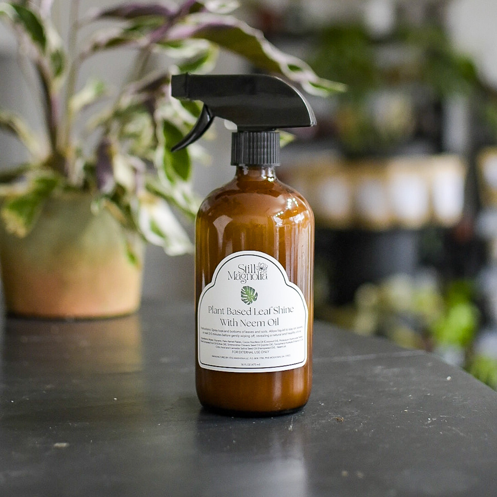 house plant leaf shine Plant Based Leaf Shine with Neem Oil – Still Magnolia