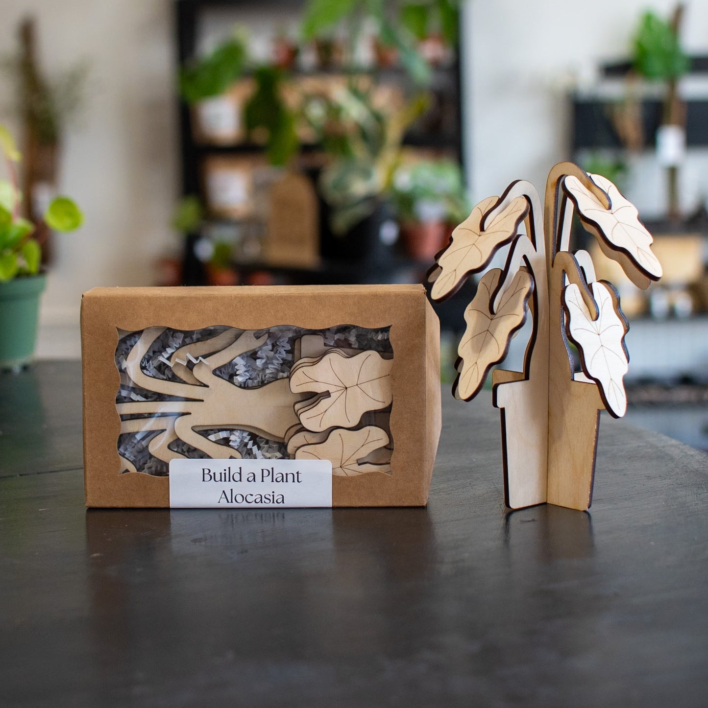 Build A Plant - Alocasia