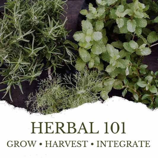 Herbal 101: Grow - Harvest - Integrate